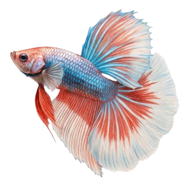 Betta