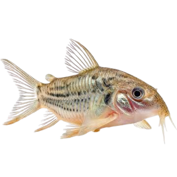 Corydoras