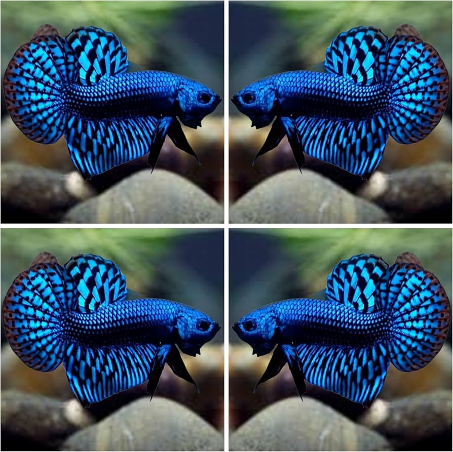 Betta Halfmon