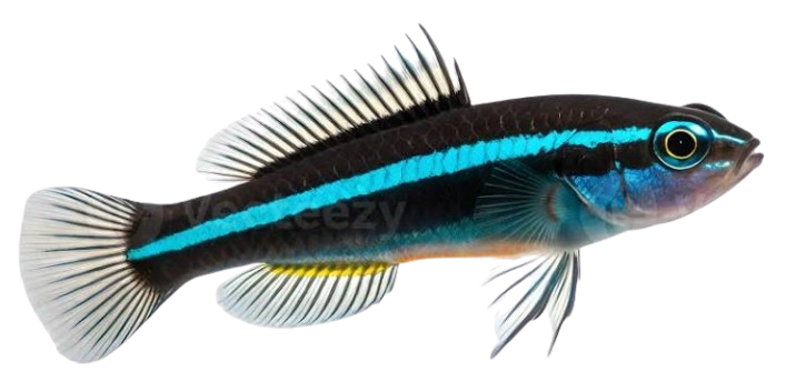 Foto de Elacatinus oceanops