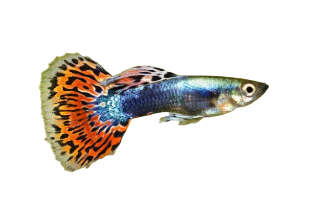 Guppy