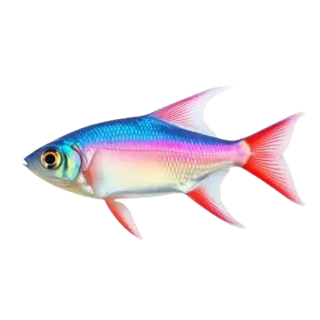 Neón Tetra