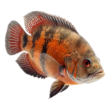 Foto de Astronotus ocellatus