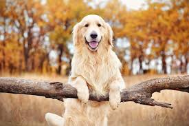 Perro Golden 