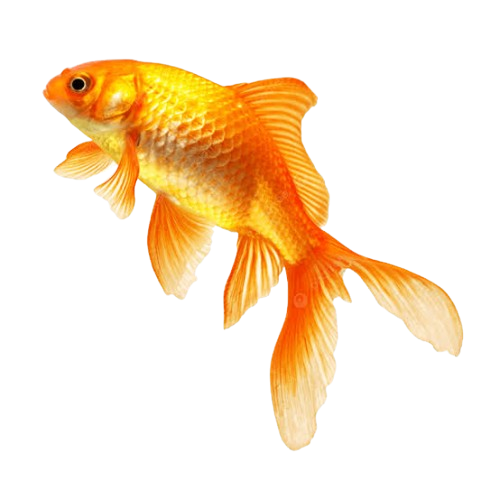 Foto de Carassius auratus