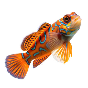 Foto de Synchiropus splendidus