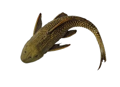 Foto de Hypostomus plecostomus